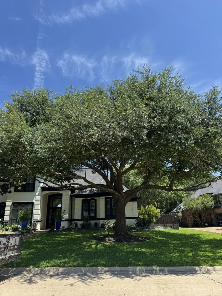 Local landscape design near you across Arlington, TX - Green Image Tree Service