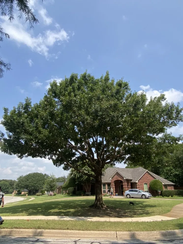 Professional landscape design in Arlington, TX - Green Image Tree Service
