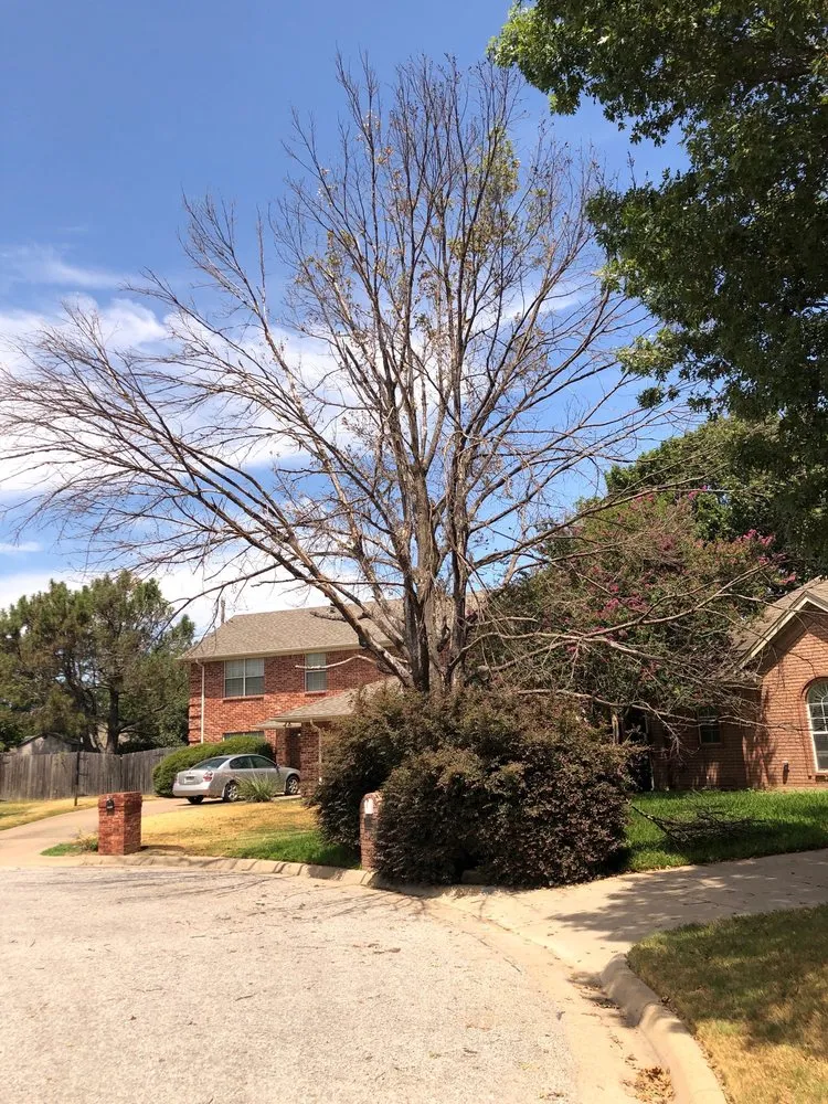 Local landscaping services in Arlington, TX by Green Image Tree Service