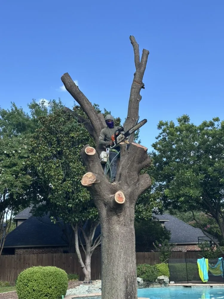 Reliable yard maintenance for outdoor upgrades across Arlington, TX - Green Image Tree Service