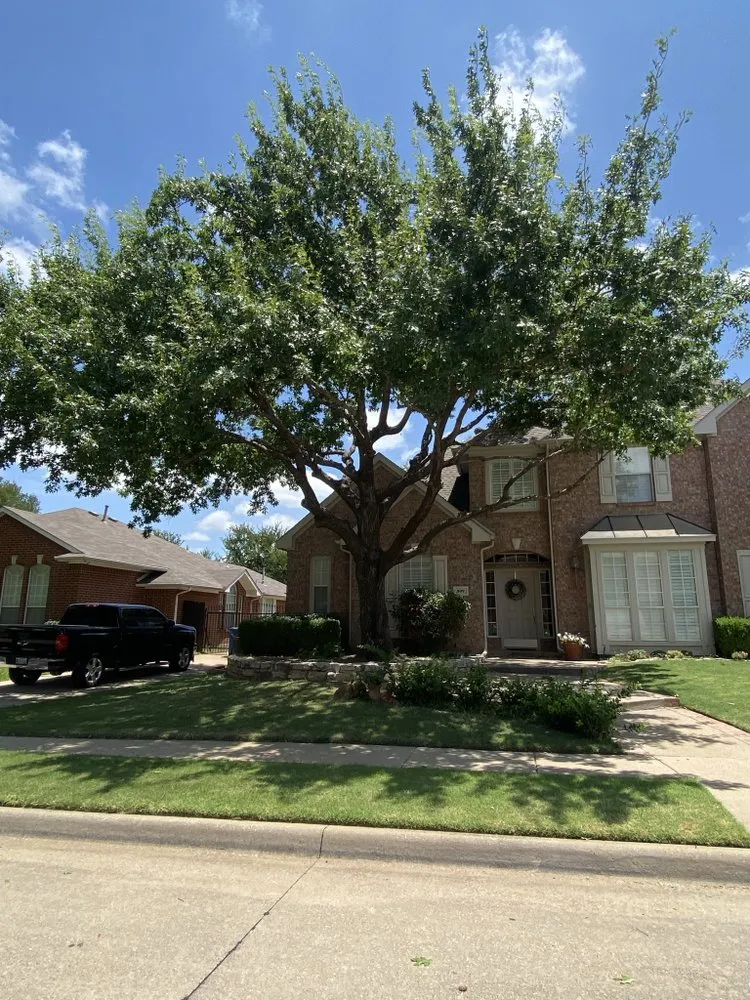 Trusted yard cleanup service experts serving Arlington, TX - Green Image Tree Service