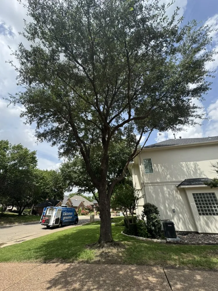 Local lawn care service near you in Arlington, TX by Green Image Tree Service