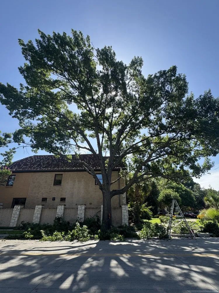 Expert lawn mowing service experts serving Arlington, TX - Green Image Tree Service