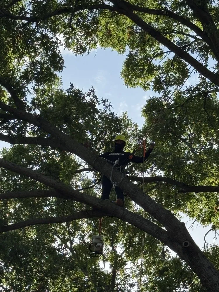 Top-rated landscape installation in Arlington, TX - Green Image Tree Service