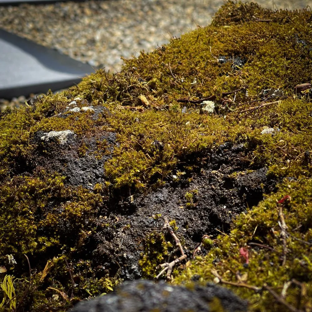 Local outdoor landscaping in Petaluma, CA - Green Images and Design