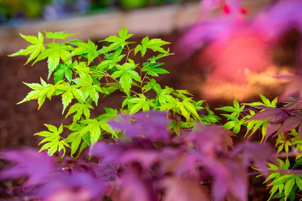 Professional landscaping services for homes across Petaluma, CA - Green Images and Design