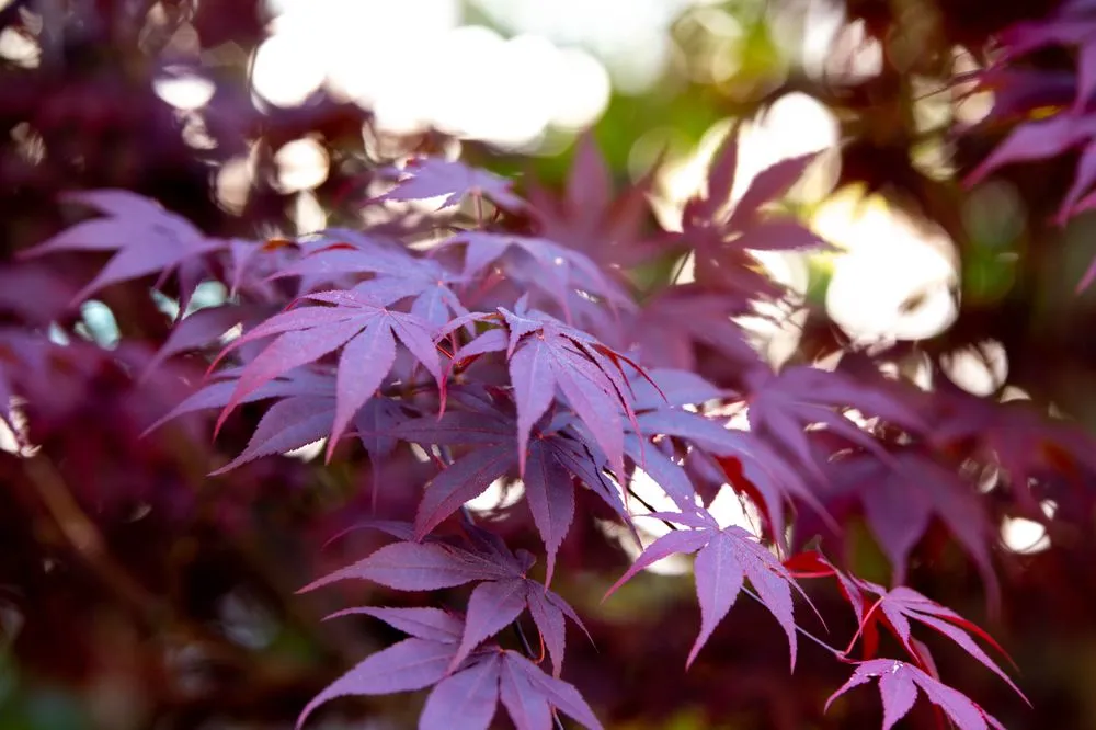 Affordable residential landscaping in Petaluma, CA - Green Images and Design