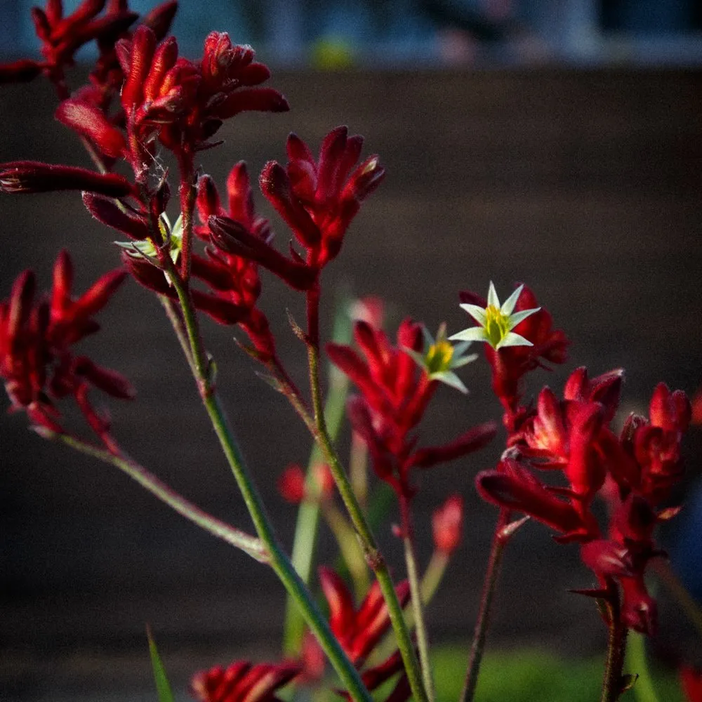 Professional lawn mowing service for year-round maintenance across Petaluma, CA - Green Images and Design