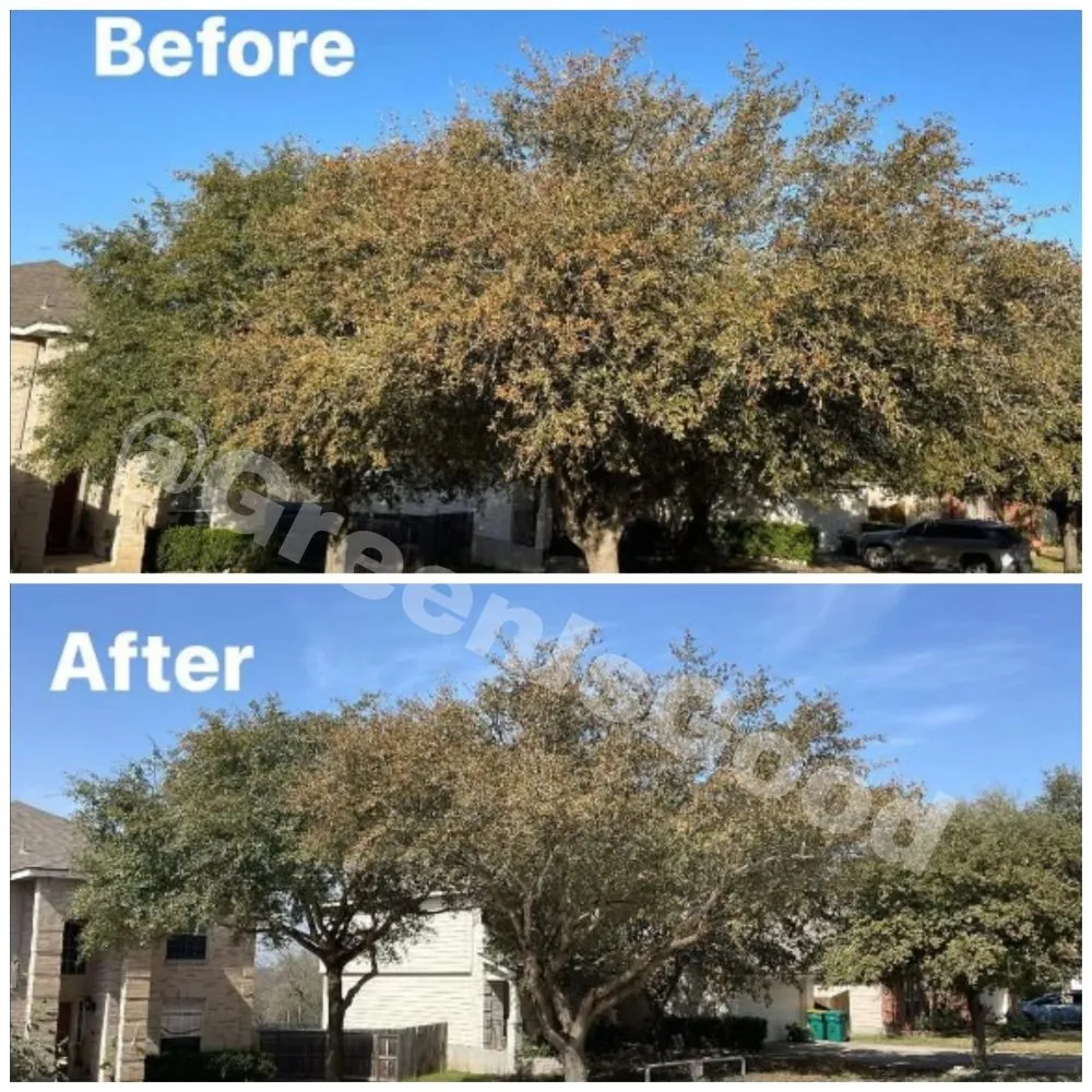 Local outdoor landscaping in San Antonio, TX by Green is Good