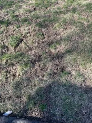 Local landscape design experts serving Setauket East Setauket, NY - Green is the Color Lawn Care