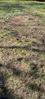 Affordable yard maintenance for homes in Setauket East Setauket, NY by Green is the Color Lawn Care