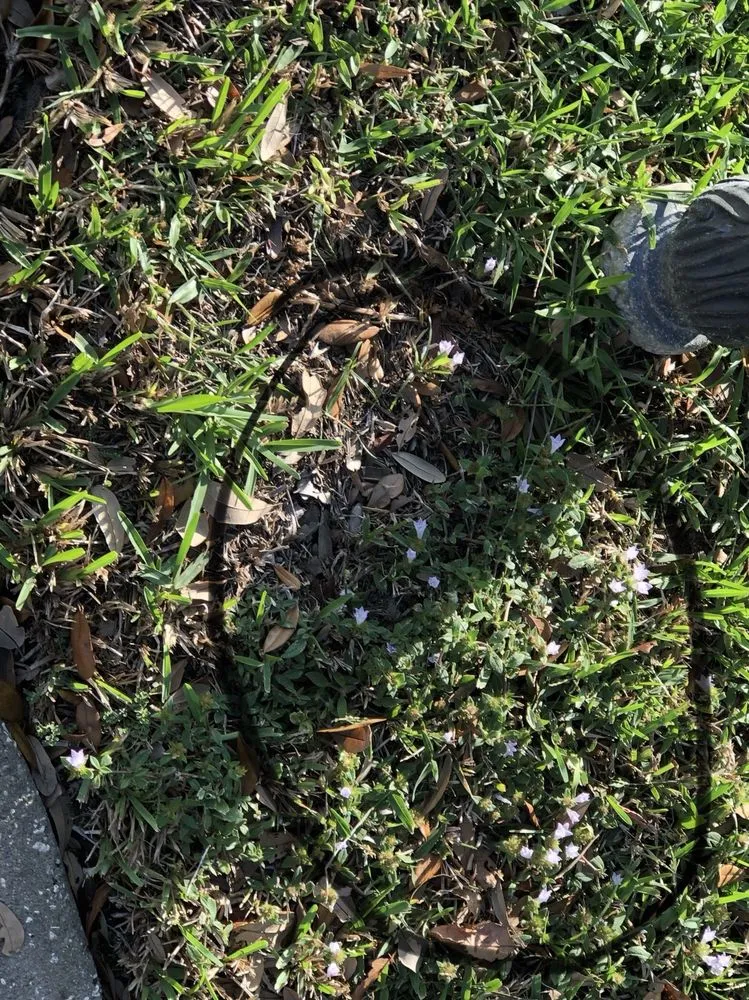 Affordable lawn care service experts serving Vero Beach, FL - Green Island Lawn & Pest