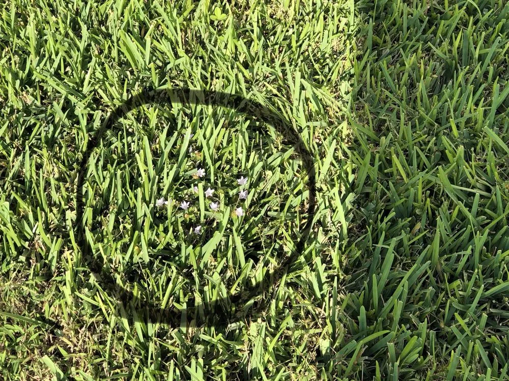 Top-rated yard maintenance experts serving Vero Beach, FL - Green Island Lawn & Pest