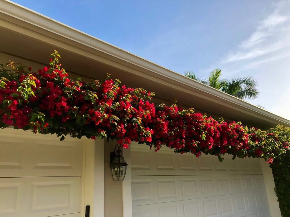 Trusted outdoor landscaping experts serving Vero Beach, FL - Green Island Lawn & Pest