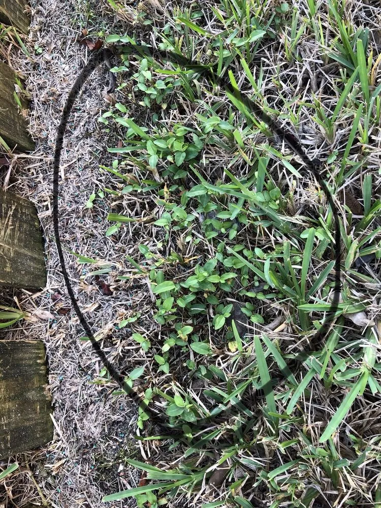 Trusted landscape installation in Vero Beach, FL by Green Island Lawn & Pest