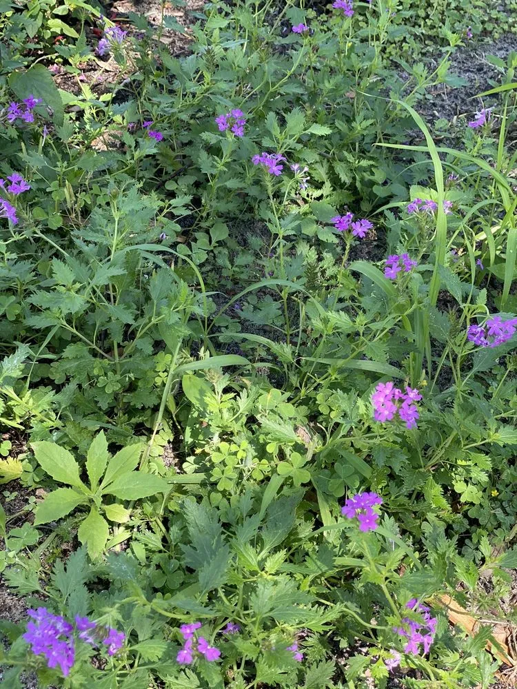 Expert landscape design for year-round maintenance across Groveland, FL - Green Isle Gardens