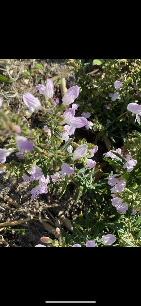 Top-rated landscaping services in Groveland, FL by Green Isle Gardens