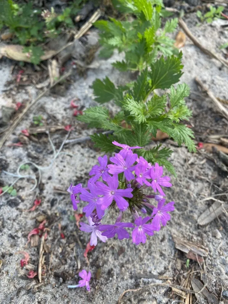 Expert garden landscaping in Groveland, FL - Green Isle Gardens