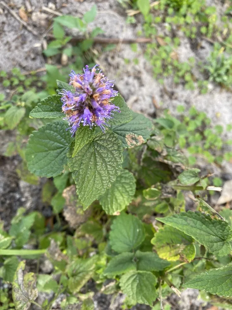 Reliable landscape design for outdoor upgrades in Groveland, FL by Green Isle Gardens