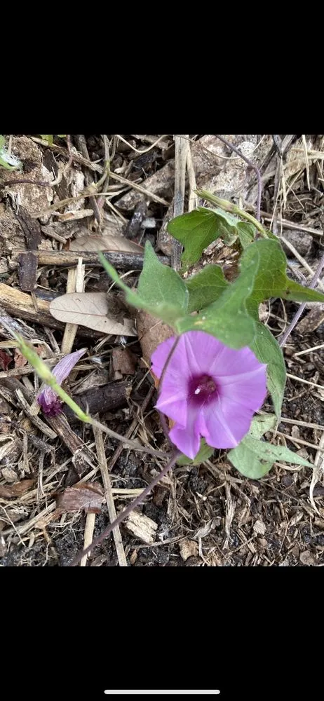 Local landscaping services in Groveland, FL by Green Isle Gardens