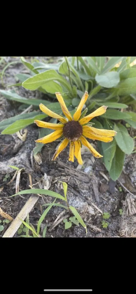 Trusted lawn care service in Groveland, FL by Green Isle Gardens