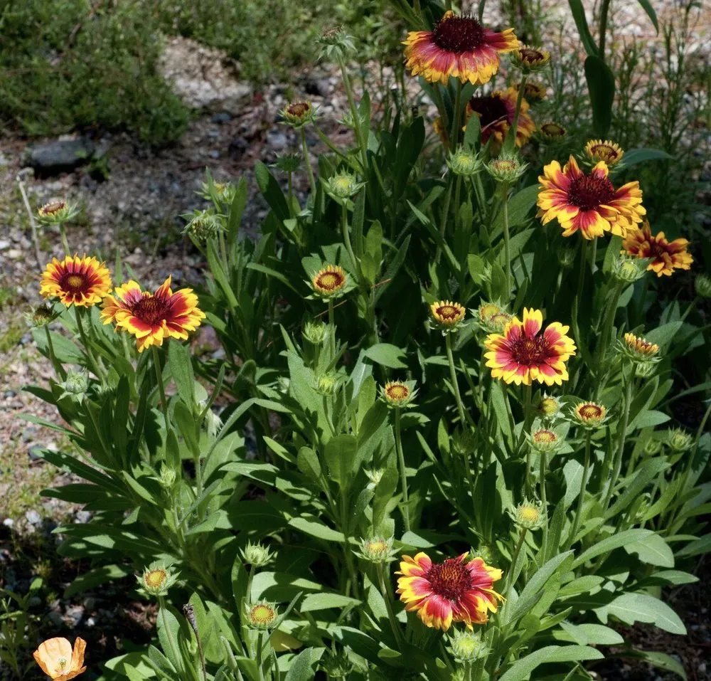 Affordable lawn care service in Groveland, FL - Green Isle Gardens