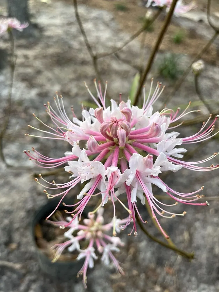 Local garden landscaping in Groveland, FL - Green Isle Gardens