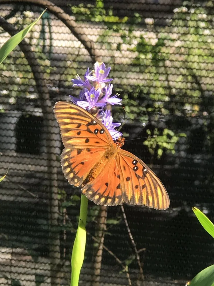 Professional lawn mowing service in Groveland, FL by Green Isle Gardens