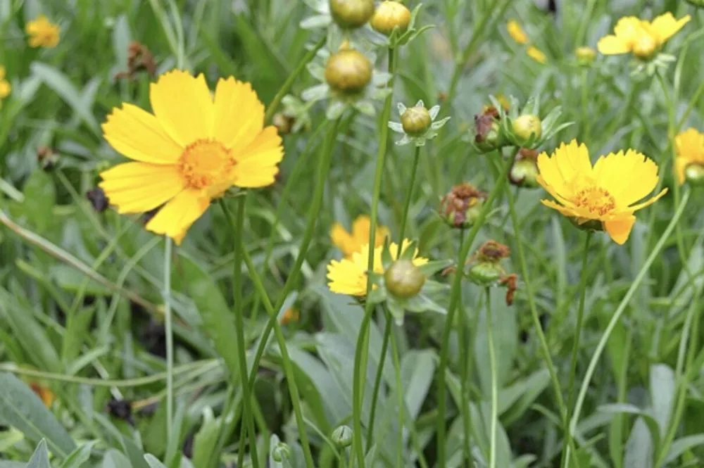 Trusted landscape installation in Groveland, FL by Green Isle Gardens