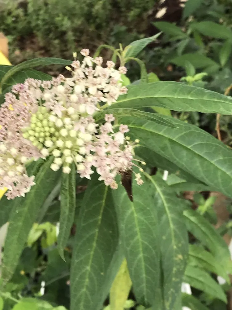 Professional landscaping services for outdoor upgrades in Groveland, FL by Green Isle Gardens