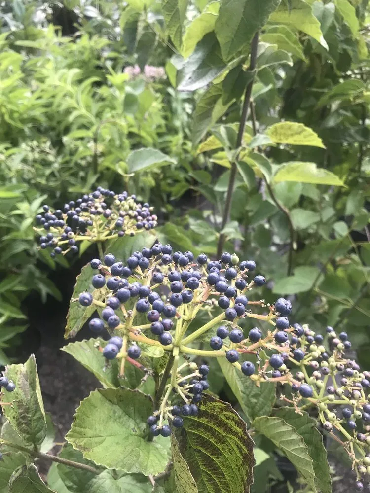 Top-rated lawn care service near you in Groveland, FL by Green Isle Gardens