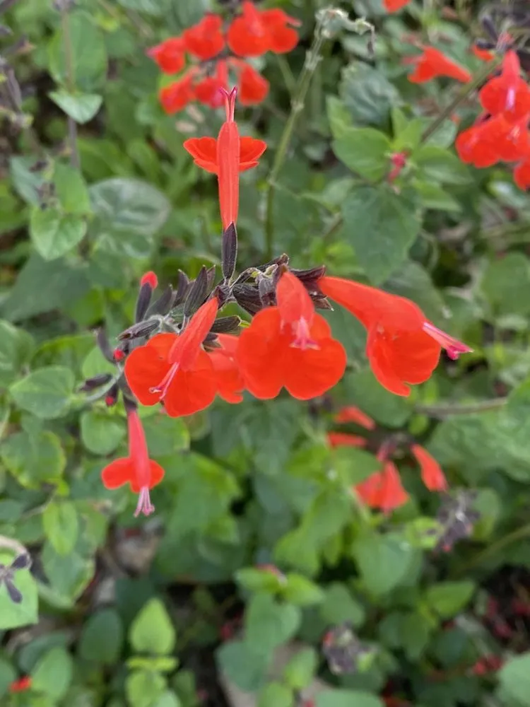 Custom residential landscaping for year-round maintenance in Groveland, FL by Green Isle Gardens