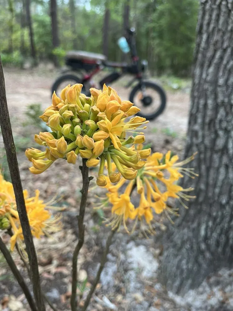Custom landscape installation for outdoor upgrades in Groveland, FL by Green Isle Gardens