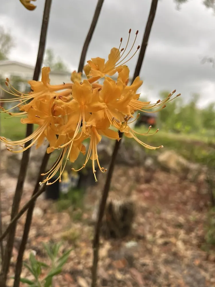 Reliable lawn mowing service experts serving Groveland, FL - Green Isle Gardens