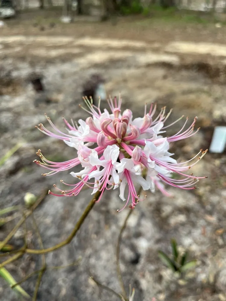 Affordable yard cleanup service in Groveland, FL by Green Isle Gardens