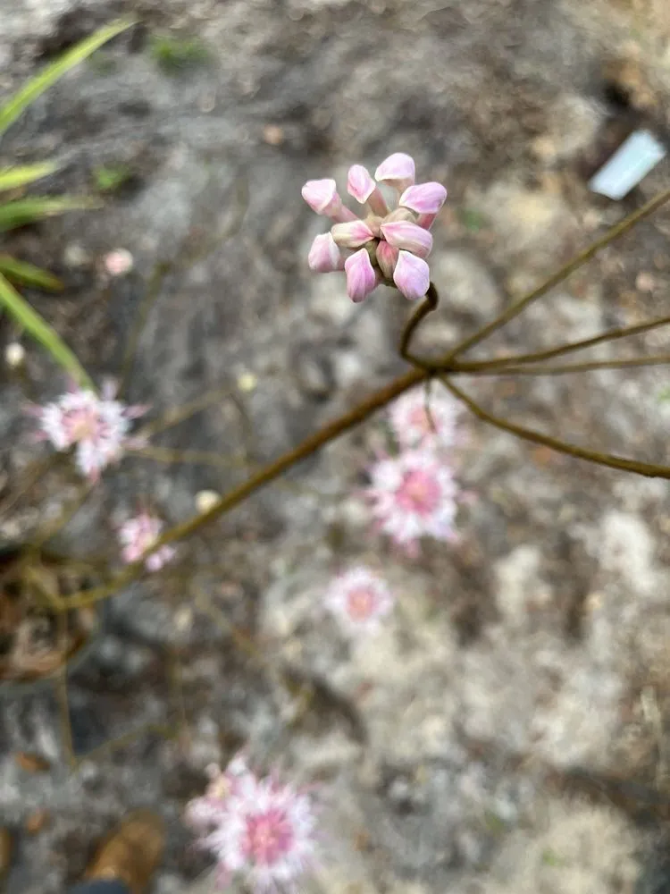 Professional garden landscaping in Groveland, FL - Green Isle Gardens