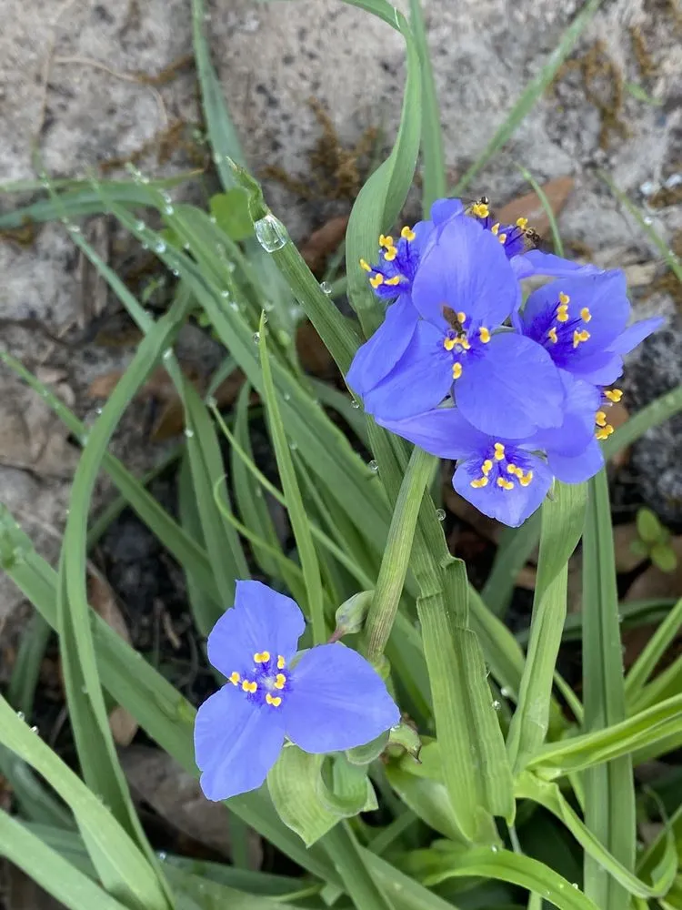 Local lawn mowing service in Groveland, FL - Green Isle Gardens