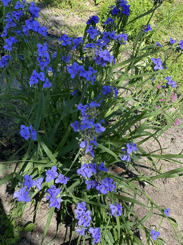 Affordable yard cleanup service in Groveland, FL by Green Isle Gardens