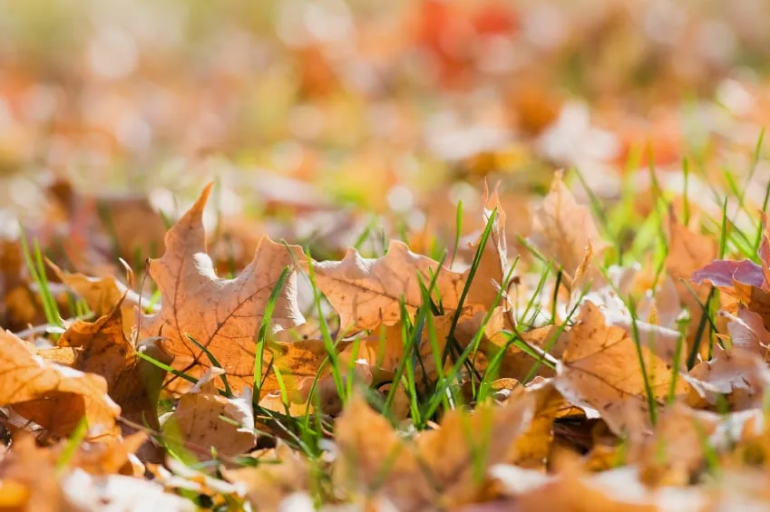 Professional outdoor landscaping for homes across Baton Rouge, LA - Green Keepers