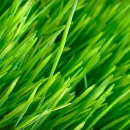 Trusted lawn mowing service in Baton Rouge, LA by Green Keepers