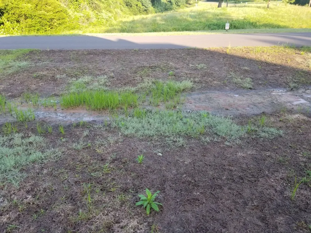 Local landscaping services for outdoor upgrades across Olive Branch, MS - Green King Spray Services