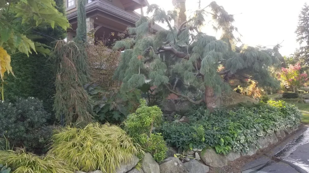 Top-rated yard cleanup service in Kirkland, WA - Green Knight Landscape