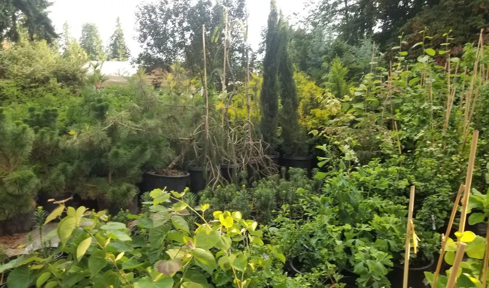 Expert garden landscaping experts serving Kirkland, WA - Green Knight Landscape