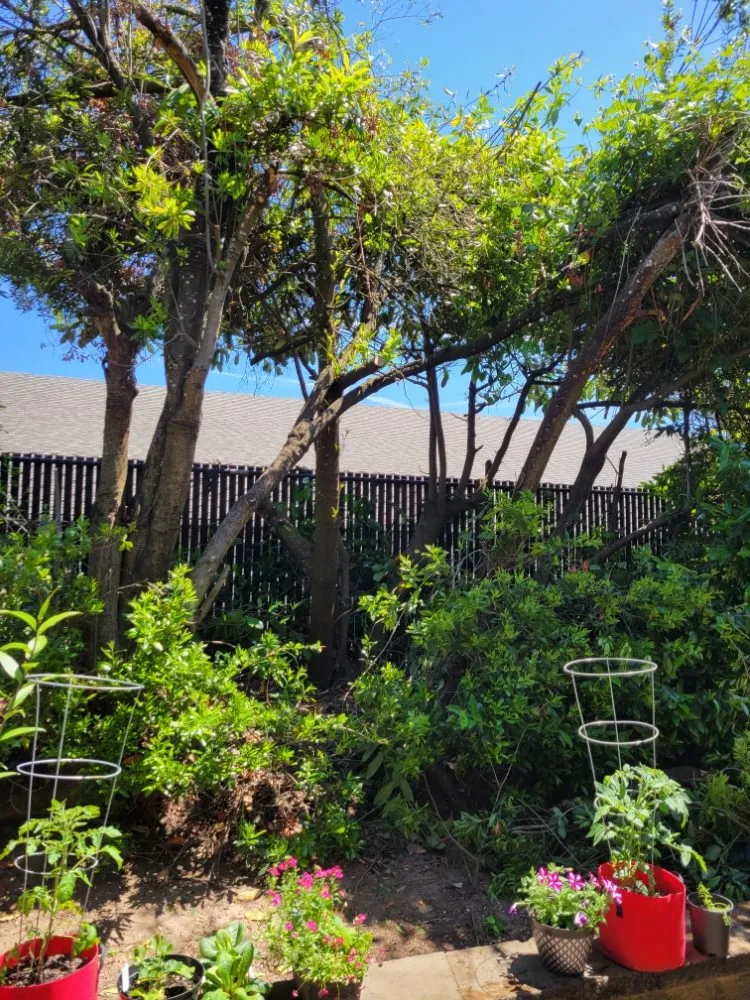 Top-rated lawn care service for beautiful yards across Oakridge, OR - Green Knight Landscaping