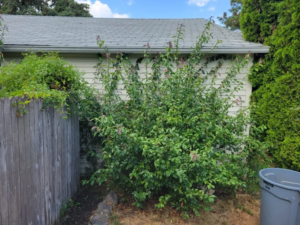 Reliable landscaping services experts serving Oakridge, OR - Green Knight Landscaping