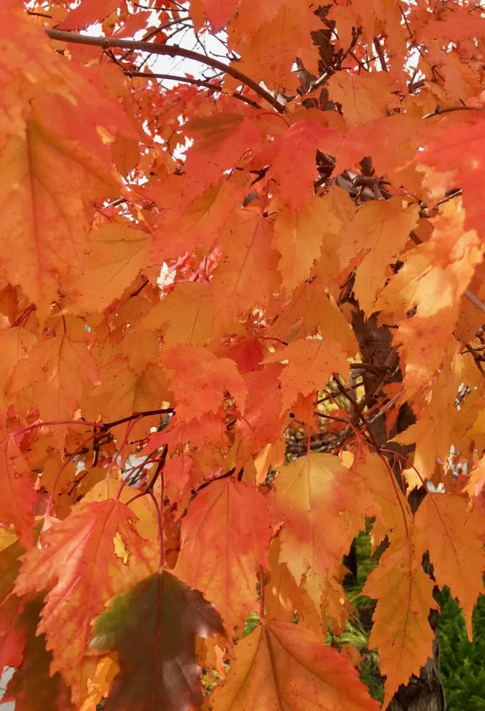 Affordable landscape design for homes across Shakopee, MN - Green Lakes Landscaping