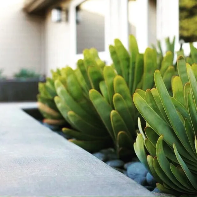 Expert garden landscaping for homes in Southwest Ranches, FL by Green Land Design