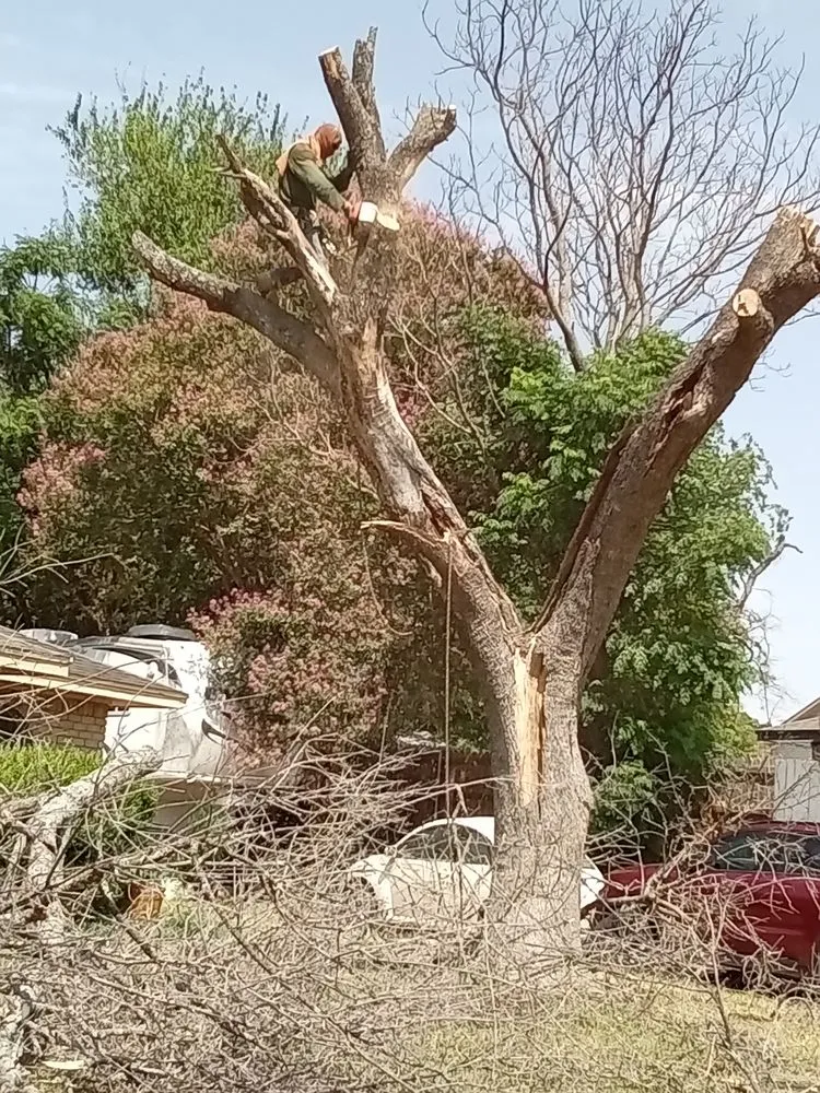 Expert yard cleanup service for outdoor upgrades in Dallas, TX by Green Land Landscaping