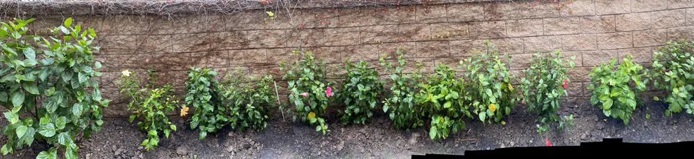 Top-rated landscape installation for homes across Santa Ana, CA - Green Land