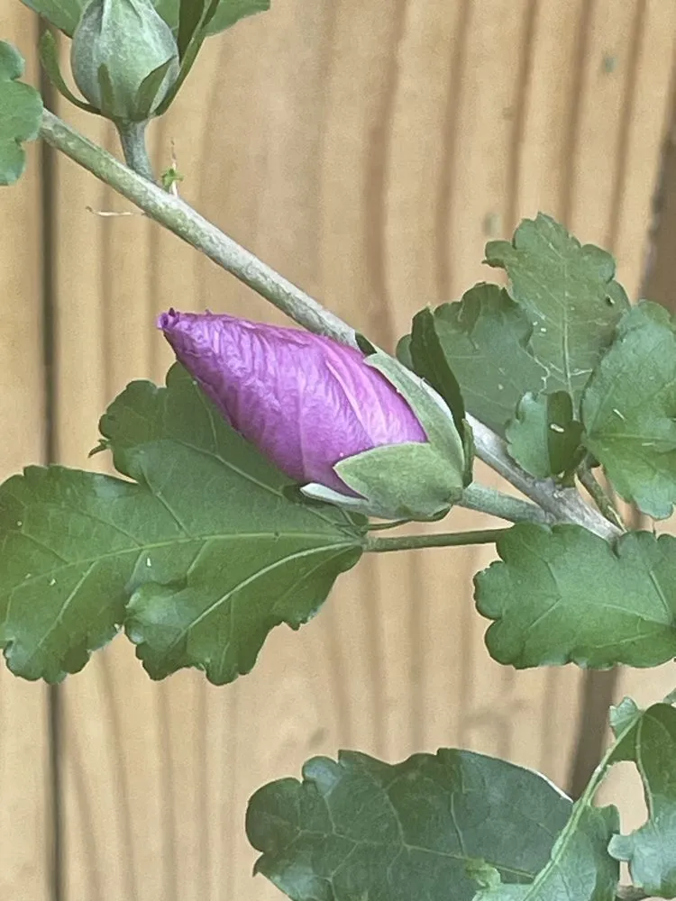 Trusted yard maintenance experts serving Richmond, VA - Green Lands Ramirez